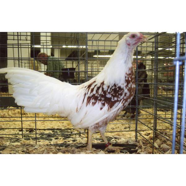 Photo of Red Shoulder Yokohama Chicken - Not Sexed