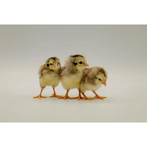 Cackle Hatchery Silver Duckwing Yokohama Chicken - Not Sexed - 439