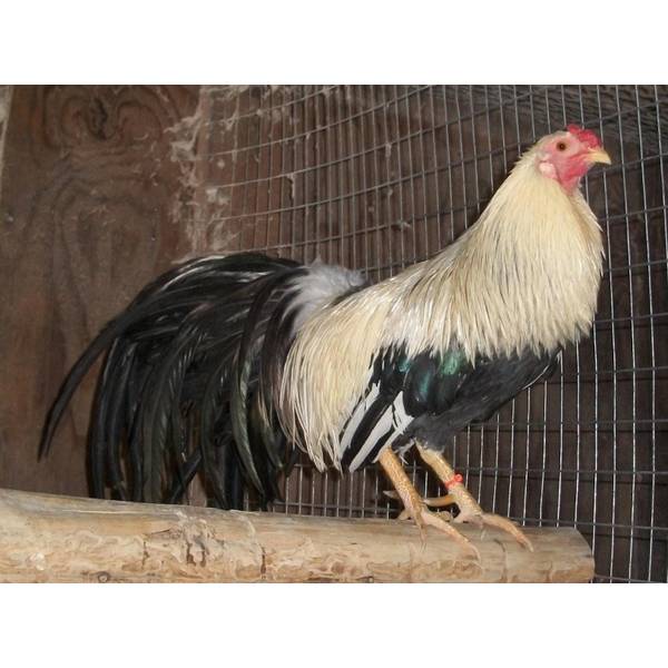 Photo of Silver Duckwing Yokohama Chicken - Not Sexed