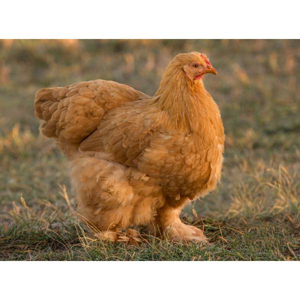 Cackle Hatchery Buff Cochin Standard Chicken Straight Run Male And