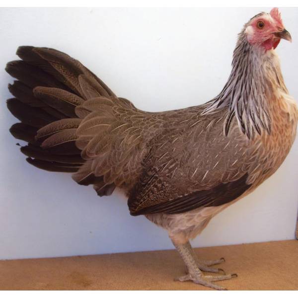 Cackle Hatchery Silver Duckwing Phoenix Standard Chicken Straight Run (Male and Female) 426