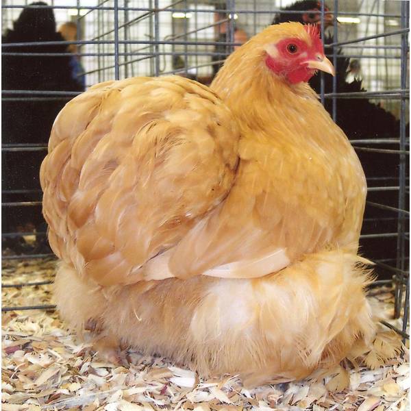 Cackle Hatchery Buff Cochin Bantam Chicken Straight Run Male And 