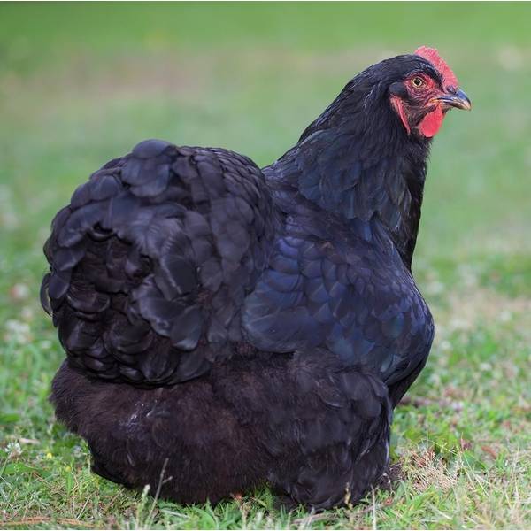 Photo of Black Cochin Bantam Chicken - Not Sexed