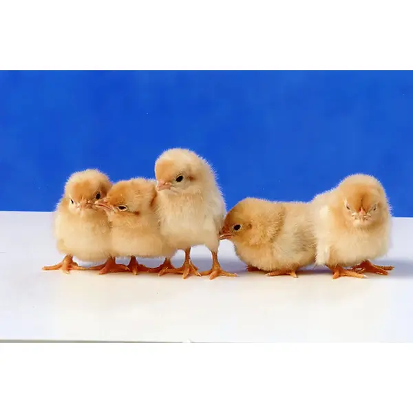 Black Tailed Buff Japanese Bantam Chicks