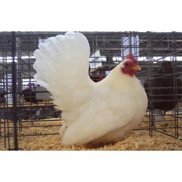 Cackle Hatchery White Japanese Bantam Chicken Straight Run (Male and Female) 348 Blain's
