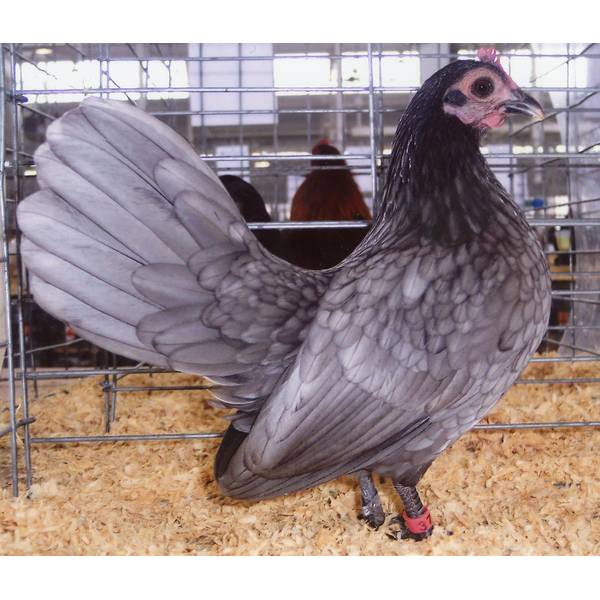 Photo of Blue Old English Game Bantam Chicken - Not Sexed