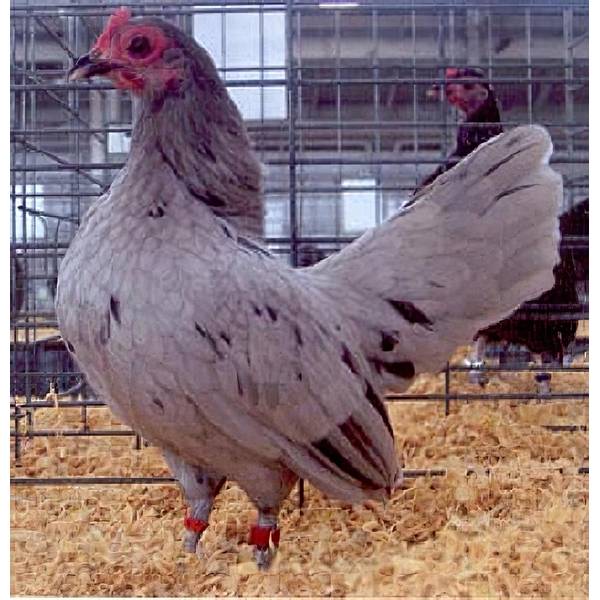 Photo of Splash Old English Game Bantam Chicken - Not Sexed