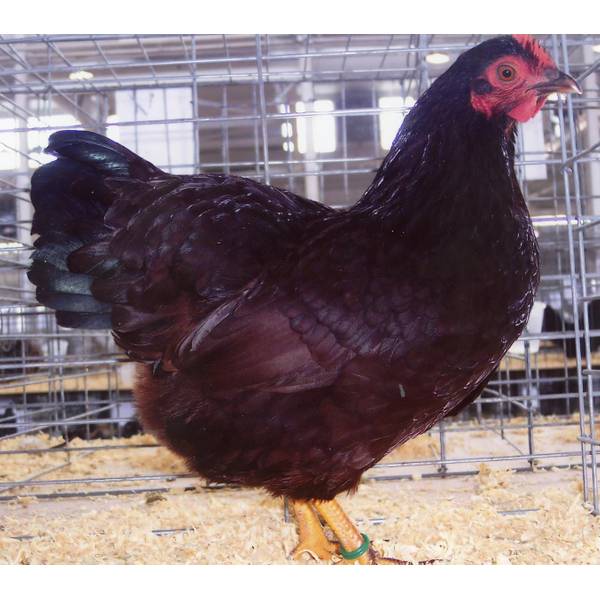 Cackle Hatchery Rhode Island Red Bantam Chicken Straight Run (Male