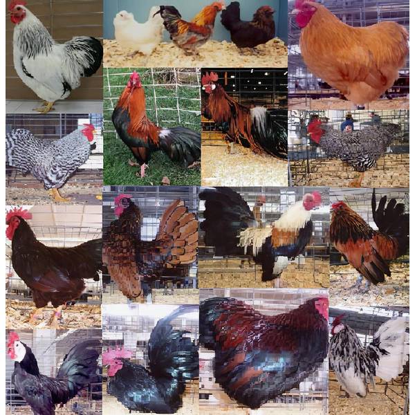 Cackle Hatchery Assorted Clean Legged Bantams Chicken - Straight Run ...