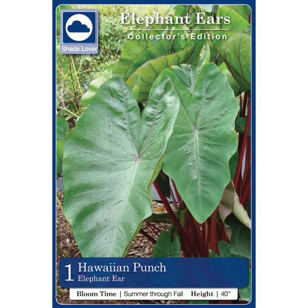 Colocasia Esculenta Hawaiian Punch - 1 bulb - Longfield Gardens