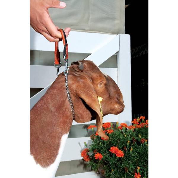 Pronged goat clearance collar