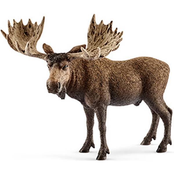 Photo of Wild Life Moose Bull