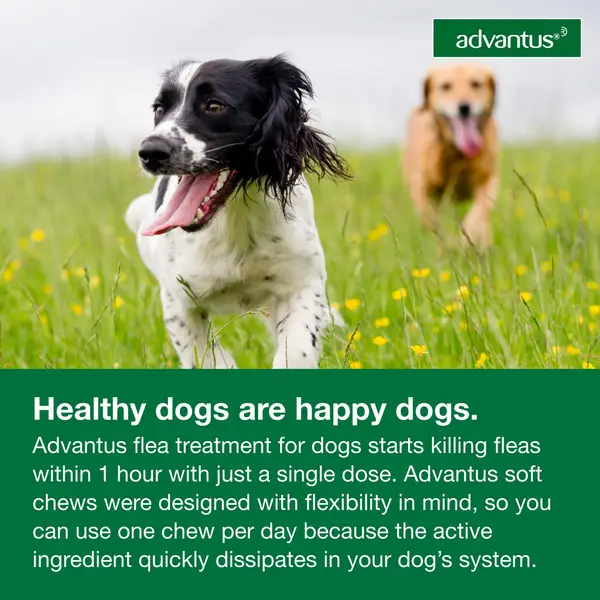 Advantus on sale flea treatment