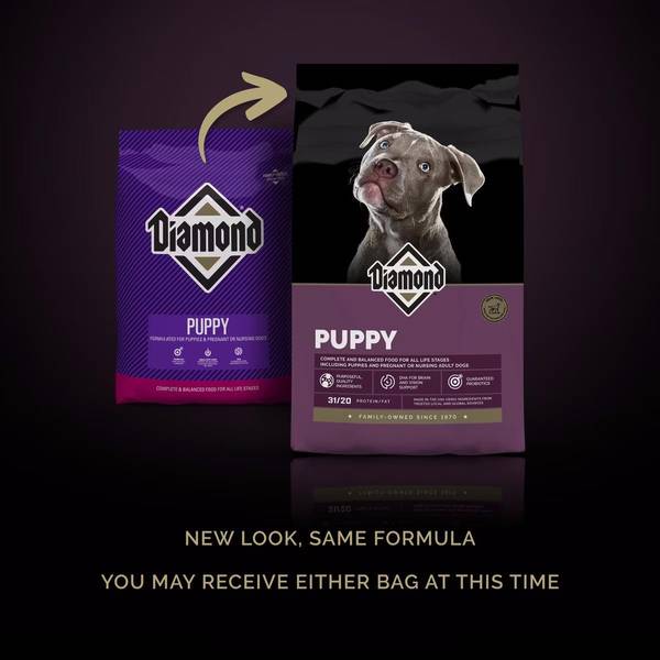 dachshund royal canin dog food Royal Canin Breed Health Nutrition Dachshund Puppy Dry Dog Food  Pongo Pet