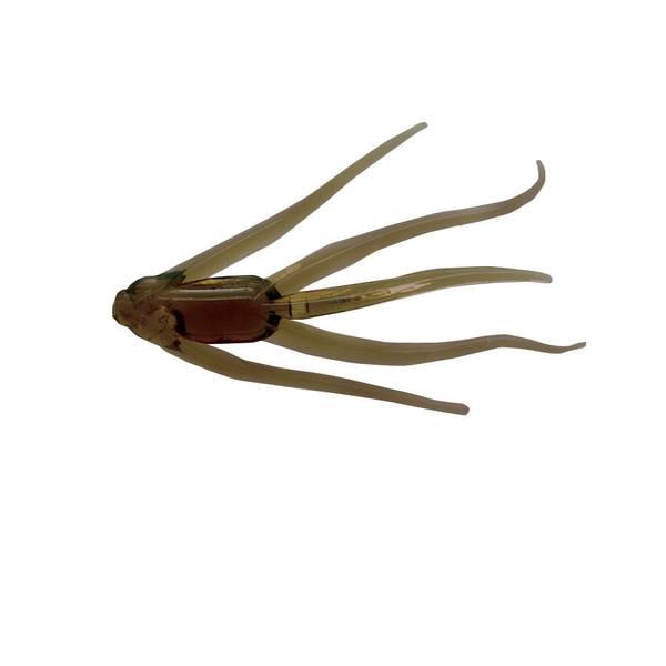 Photo of Maki Plastic Maki, 1 1/4" Motor Oil