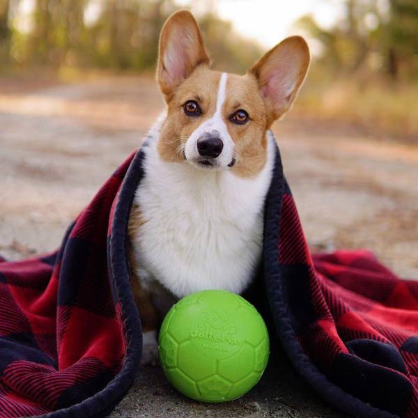Jolly Pets 6