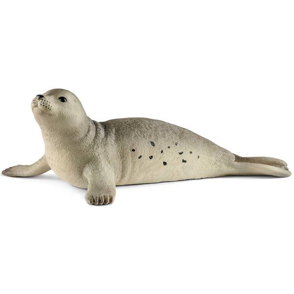 Photo of Wild Life Seal