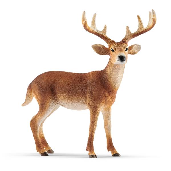 Photo of White-tailed Buck