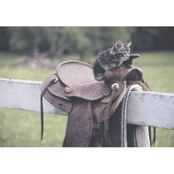 Photo of Greeting Card Deluxe