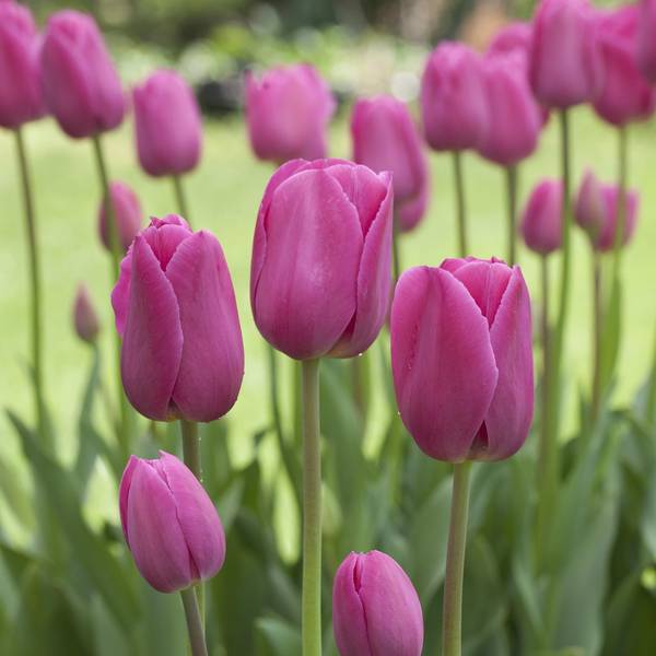 Longfield Gardens 24-Count Tulip Pink Crush Mix - 32100050