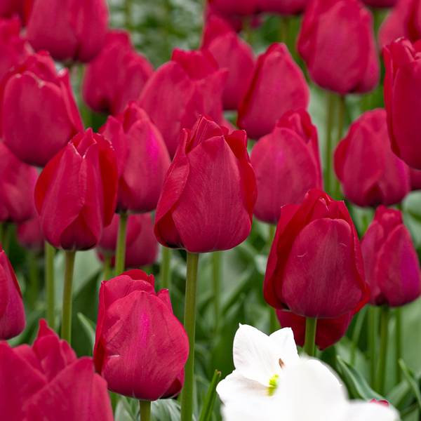 Longfield Gardens 24-Count Tulip Pink Crush Mix - 32100050