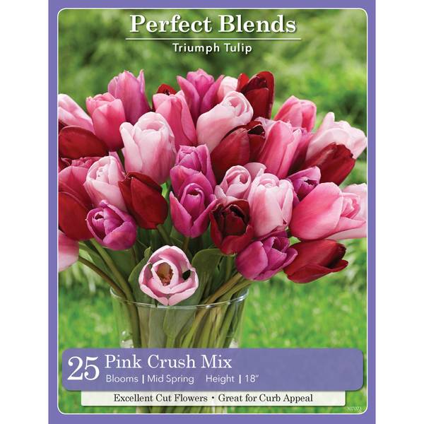 Photo of 24-Count Tulip Pink Crush Mix
