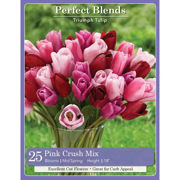 Longfield Gardens 25 Count Tulip Pink Crush Mix - 32100050