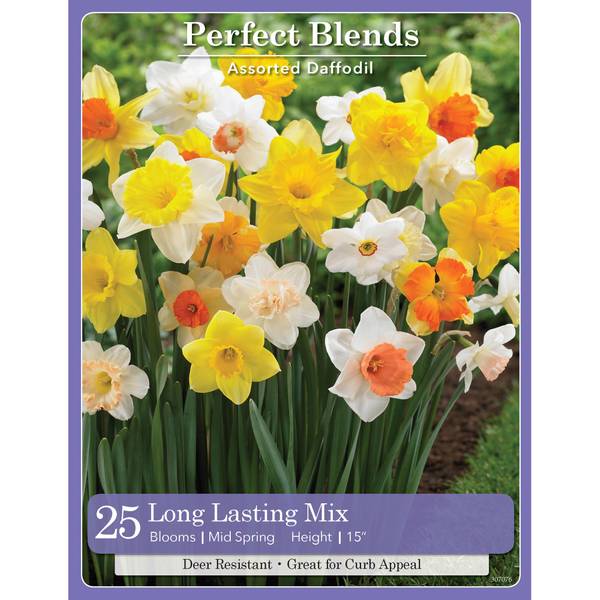Longfield Gardens 25 Count Long Lasting Mix Narcissus Daffodil 32100051 Blain's Farm & Fleet