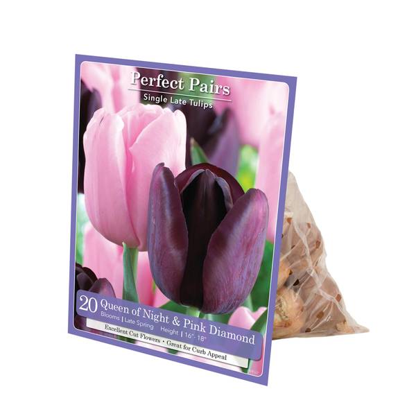 Longfield Gardens 20ct Tulip Queen of Night, Pink Diamond