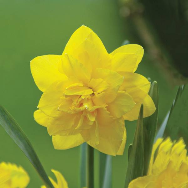Photo of 10-Count Narcissus Tahiti