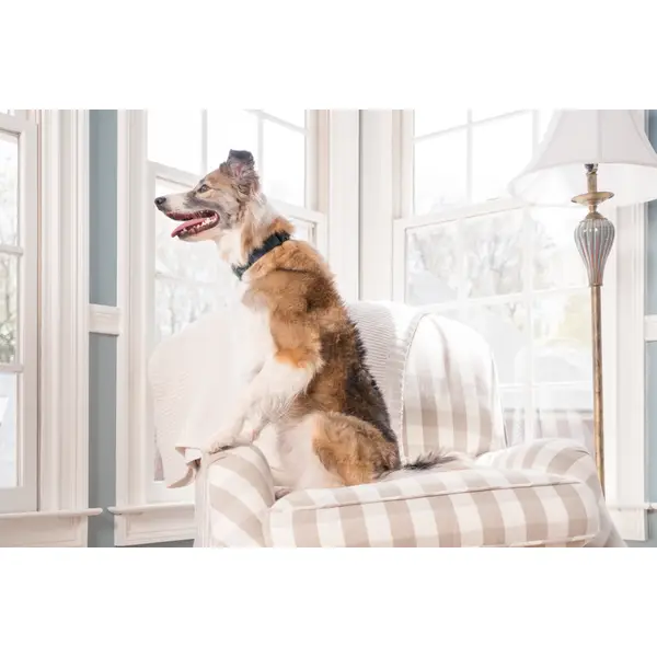 citronella bark collar petbarn