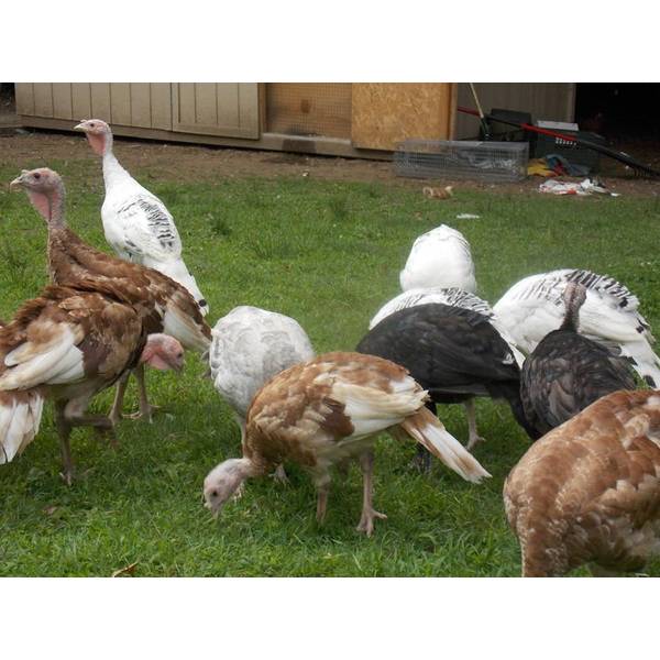 Cackle Hatchery Surplus Rare Turkey Special Straight Run Male And Female 1217 Blain S