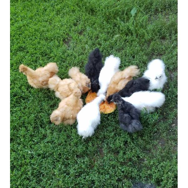 Cackle Hatchery Silkie Bantam Assorted Chickens Straight Run (Male