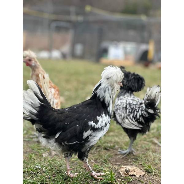 Cackle Hatchery Hatchery Choice Assorted Rare Breed Chickens Straight Run Male And Female