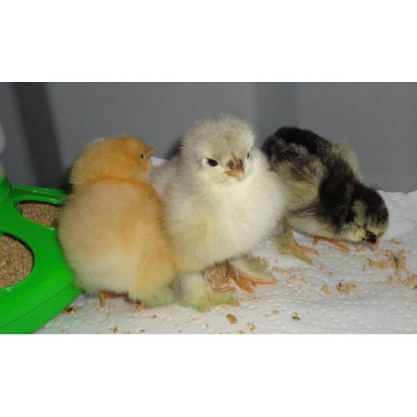 Cackle Hatchery Cochin Assorted Chickens Straight Run Male And Female 1238 Blain S Farm