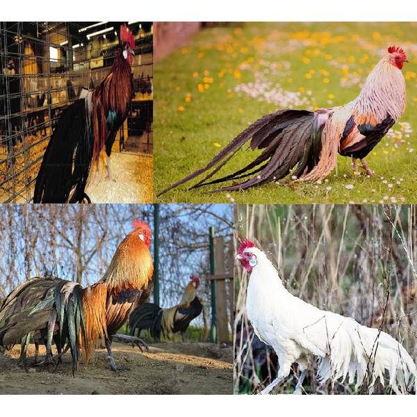 Cackle Hatchery Phoenix Assorted Chickens Straight Run (Male and