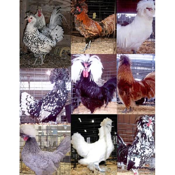 Cackle Hatchery Top Hat Special Assorted Chickens Straight Run Male And Female 1241 Blain S Farm Fleet