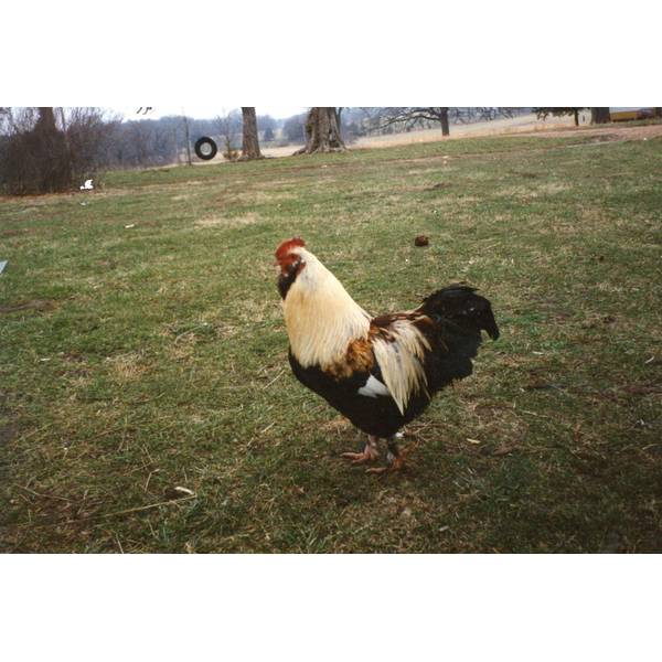 Cackle Hatchery Salmon Faverolle Chicken Not Sexed 127S Blain's