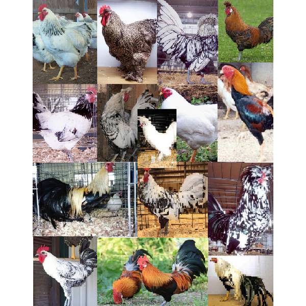 Cackle Hatchery Rare Assorted Chickens Straight Run Male And Female Free Download Nude Photo
