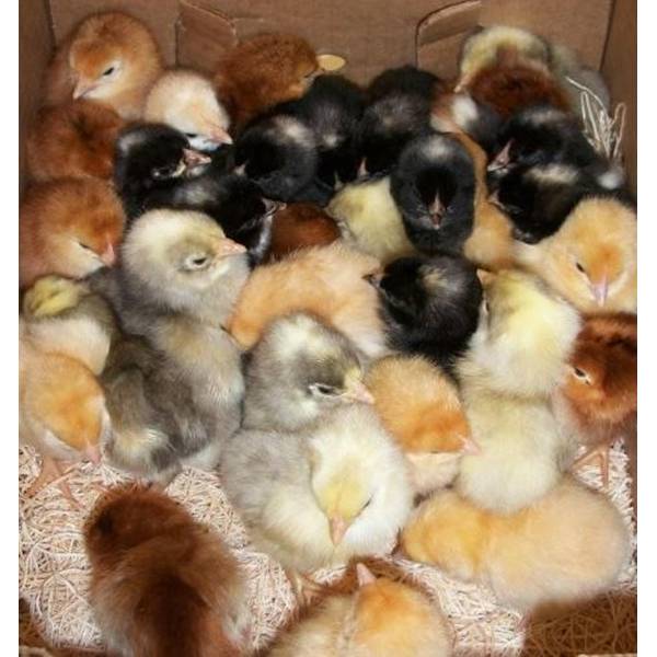 Cackle Hatchery Assorted Easter Chickens (Female) - 1501 | Blain's Farm ...