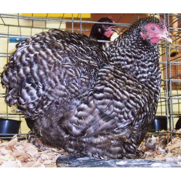 Cackle Hatchery Barred Cochin Bantam Chicken Straight Run Male And Female 313s Blain S