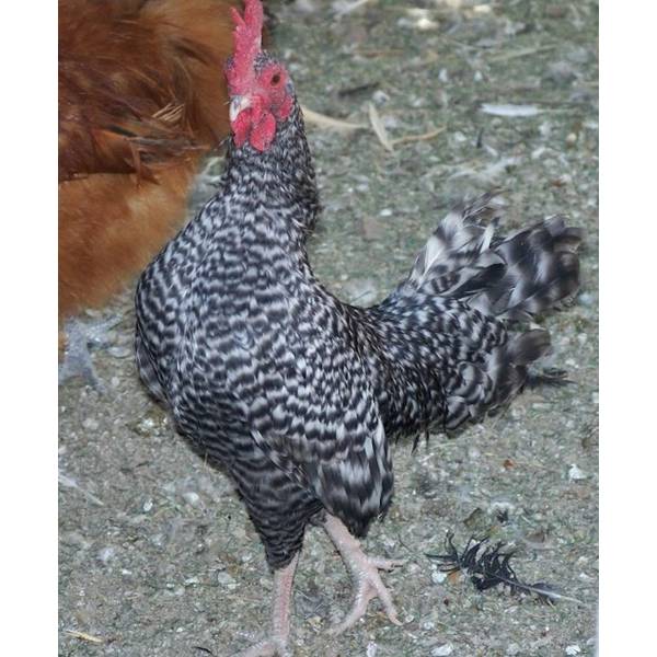 Cackle Hatchery Barred Old English Game Bantam Chicken Straight Run