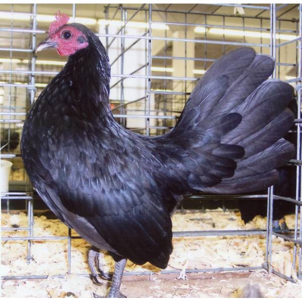 Photo of Black Old English Game Bantam Chicken - Not Sexed