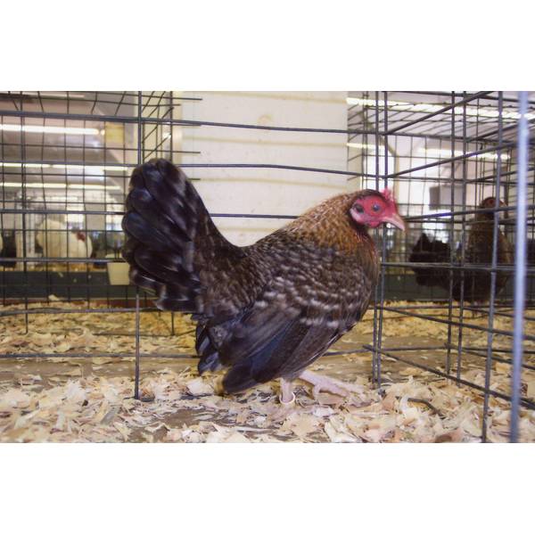 Cackle Hatchery Crele Old English Game Bantam Chicken Straight Run