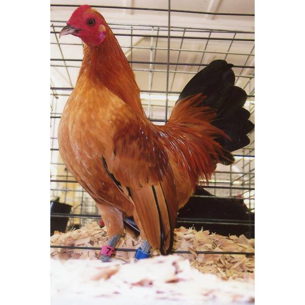 Photo of Ginger Red Old English Bantam Chicken - Not Sexed