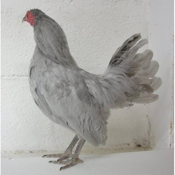 Cackle Hatchery Self Blue Old English Game Bantam Chicken Straight
