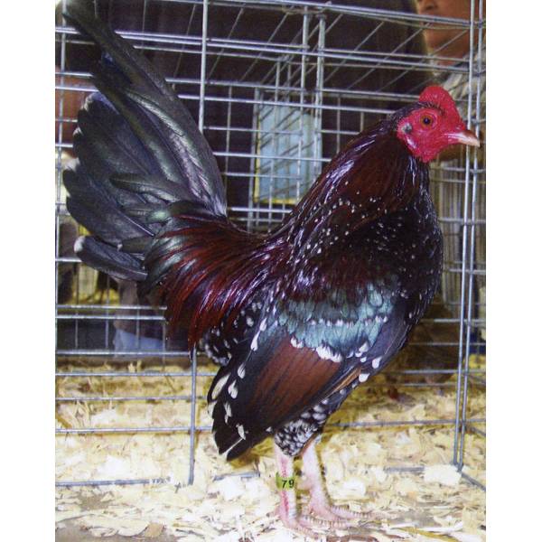 Cackle Hatchery Spangled Old English Game Bantam Chicken - Not Sexed ...