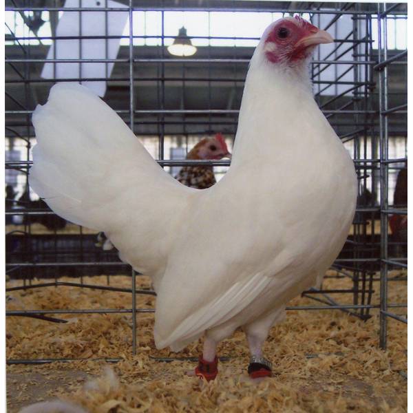 Cackle Hatchery White Old English Game Bantam Chicken Straight Run Male And Female 342 Blain S Farm Fleet