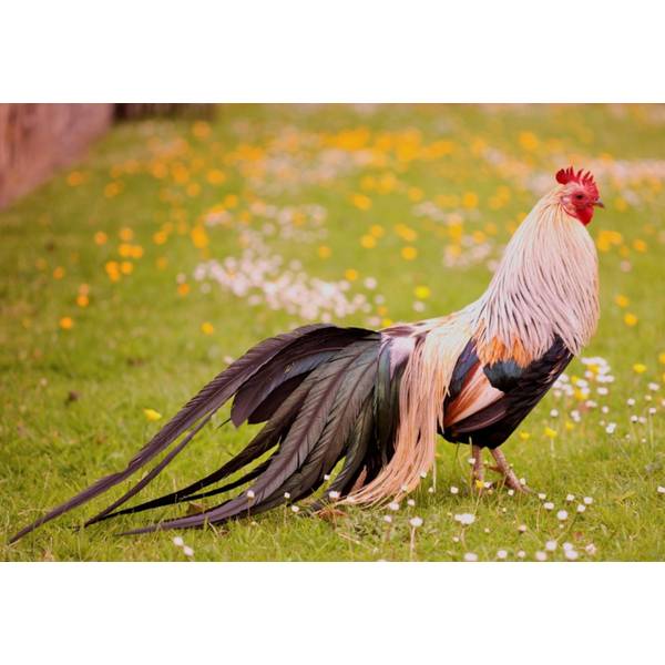 Cackle Hatchery Golden Duckwing Phoenix Bantam Chicken Not Sexed