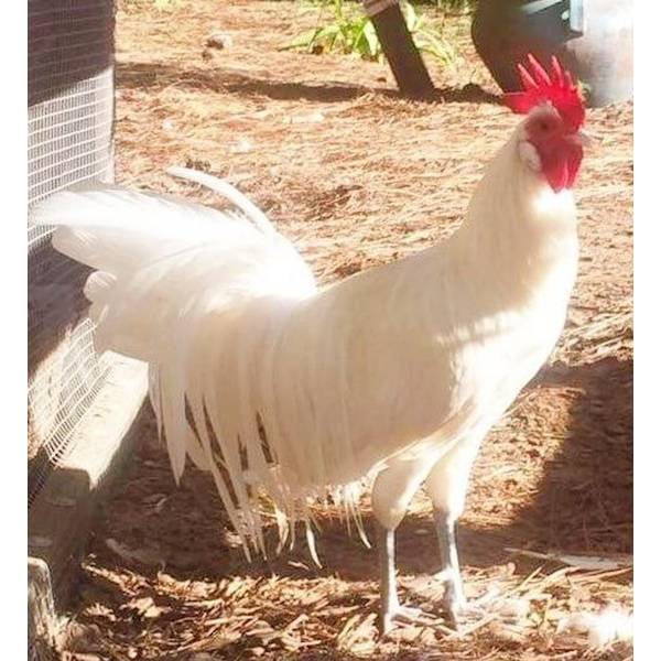 Cackle Hatchery White Phoenix Bantam Chicken - Not Sexed - 352